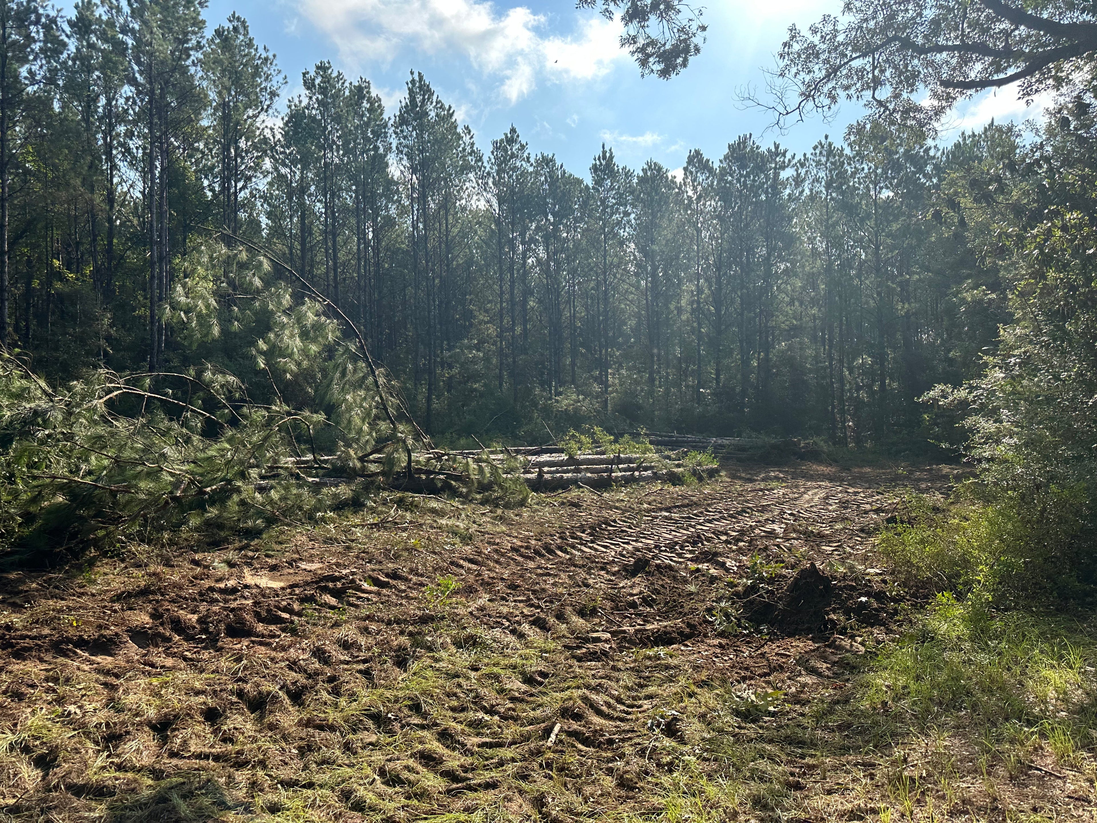 First Timber Thinning on the Ranch – Working with Carl Parker & Team