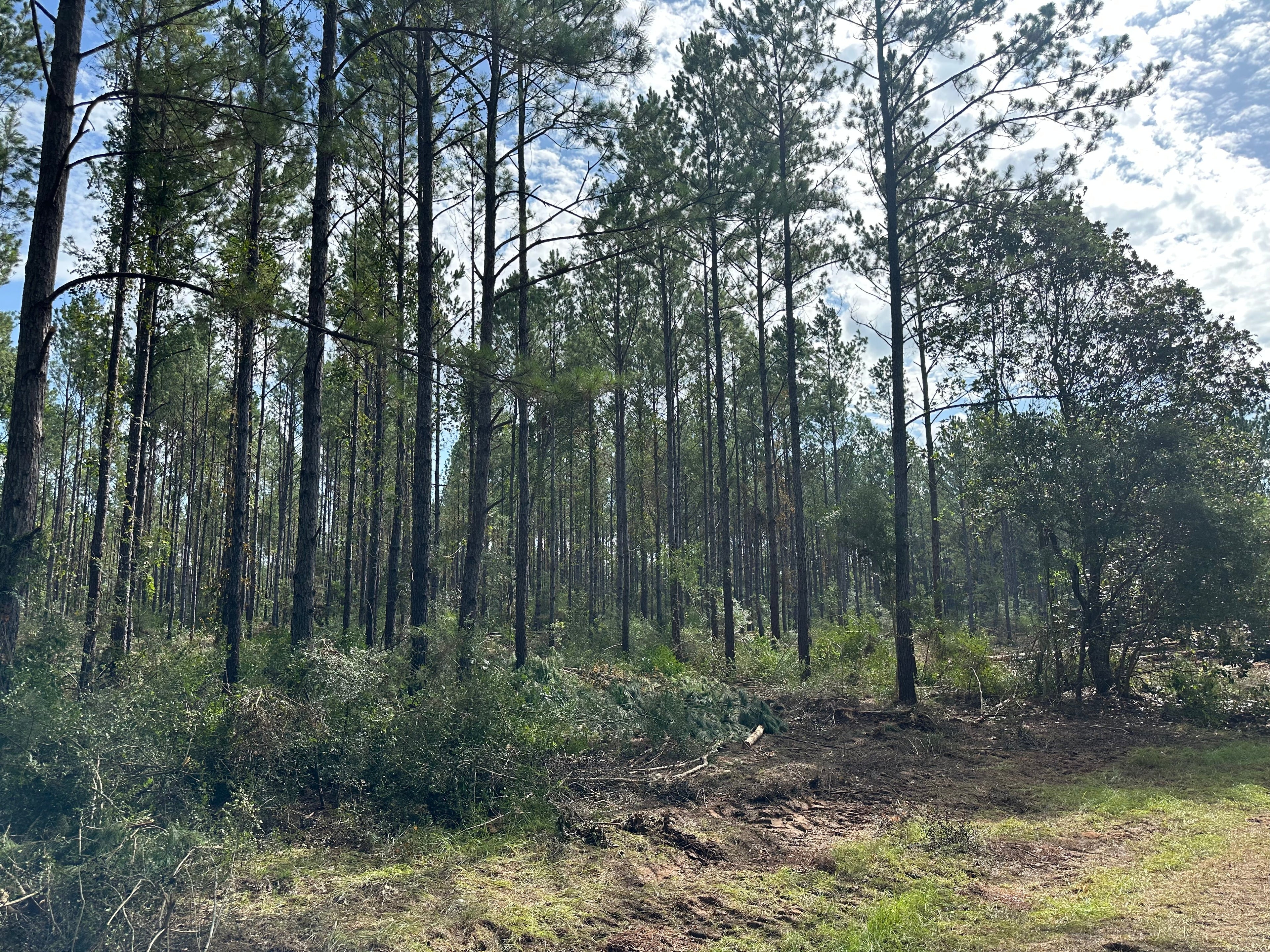 Timber Thinning Update – Day 3 on the Ranch